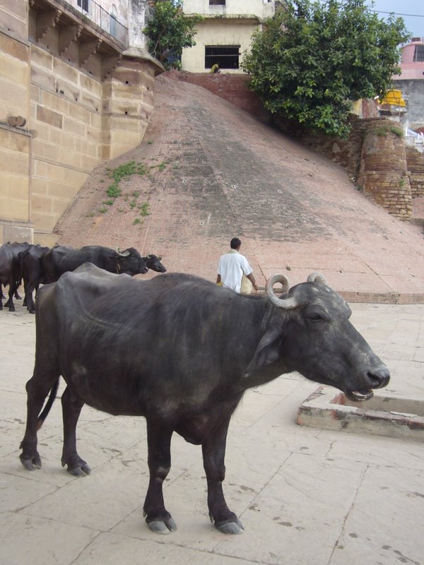 Travel - India - Varanasi - Ghats - Water Buffalo